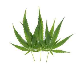 fresh green cannabis leaves. on white