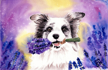 Watercolor illustration of a white border collie dog on a lavender field with a bouquet of lavender in the mouth - obrazy, fototapety, plakaty
