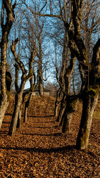 Old Linden Alley, Katvaru Manor Park, Latvia  Looks So Ghostly Spoky Like Fairy Tales. Linden Tree Alley in Autumn With Interesting Light and Shadow, Famos Travel Destination Katvaru Manor Linden