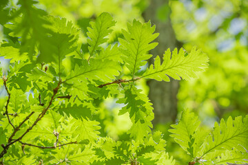 Oak leaves from the genus beech. The tree is famous for its strong and dense wood. Early spring nature and ecology concept