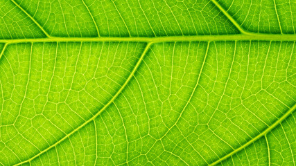 Tree leaf of tropical plant