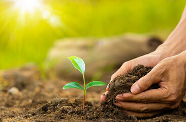 human hand holding sprout of baby plant