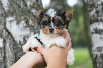 Biawer Yorkshire Terrier puppy in the hands of nature.