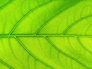 Naklejka na ściany i meble Tree leaf of tropical plant, texture of small leaves for greeting card