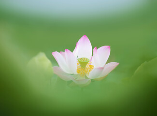 beutiful pink lotus flowers with leaves