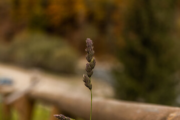 Field spikelet. Autumn natural plant against blurred background