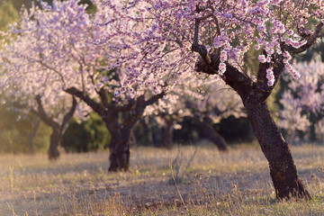 Campos de almendro en flor. España