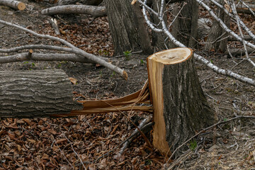 Felled trees. Stumps from felled trees in the suburbs. Destroyed forest in autumn.