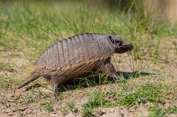 Hairy Armadillo, in grassland environment, Peninsula Valdes, Patagonia, Argentina