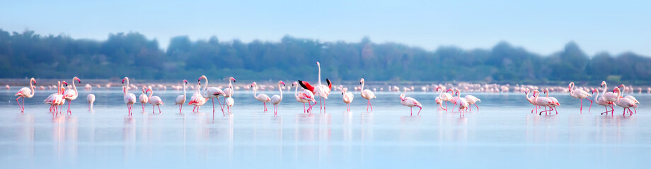 A flock of birds Pink flamingos walk along the blue coast. Romantic concept, gentle love...