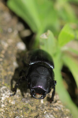 natural stag beetle insect macro photo