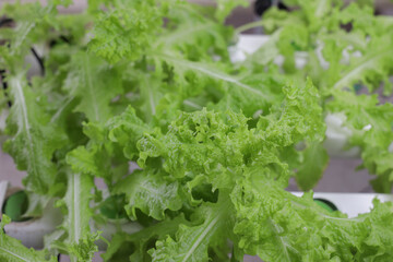 Closeup shot of seedlings in a greenhouse