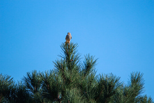 Common krestel in the top of a tree