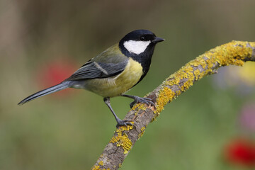Obraz premium Parus major (Eurasian Great Tit) bird