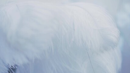 The white feather in the vase sways in the wind. Element of decor. Light air feather made of soft soft down.