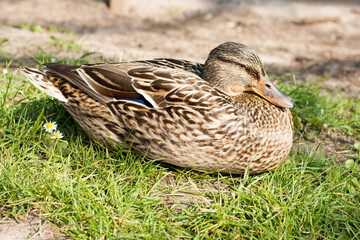 Duck on the shore separately