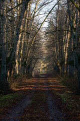 Tree alley in the forest with fallen autumn leaves on the road cars in the mud. Charming autumn landscape