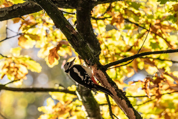 Buntspecht im Herbst an einer Eiche