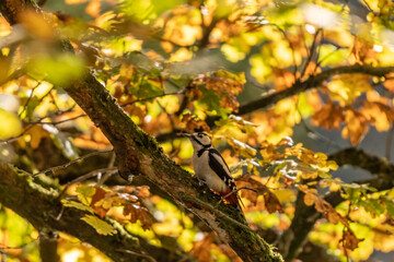 Buntspecht im Herbst an einer Eiche