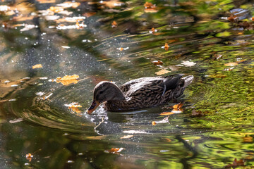 Weibliche Stockente auf einem Teich mit Herbstlaub