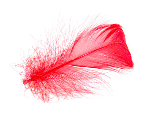 Bright red feather elegant isolated on the white background