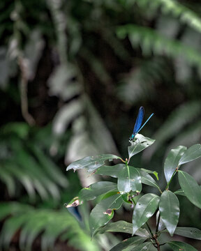 Vertical shot of a blue dragonfly on green leaves