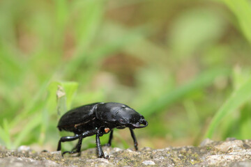 natural stag beetle insect macro photo