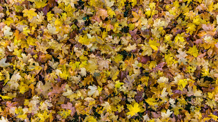 Ahornlaub im Herbst