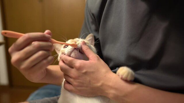 猫の歯磨き