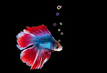 Portrait of beautiful alive betta fish
