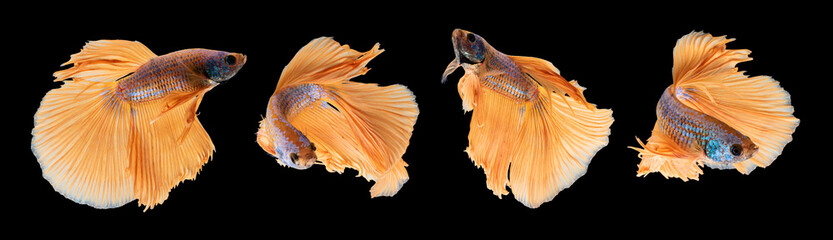 Portrait of beautiful alive betta fish - 466484424
