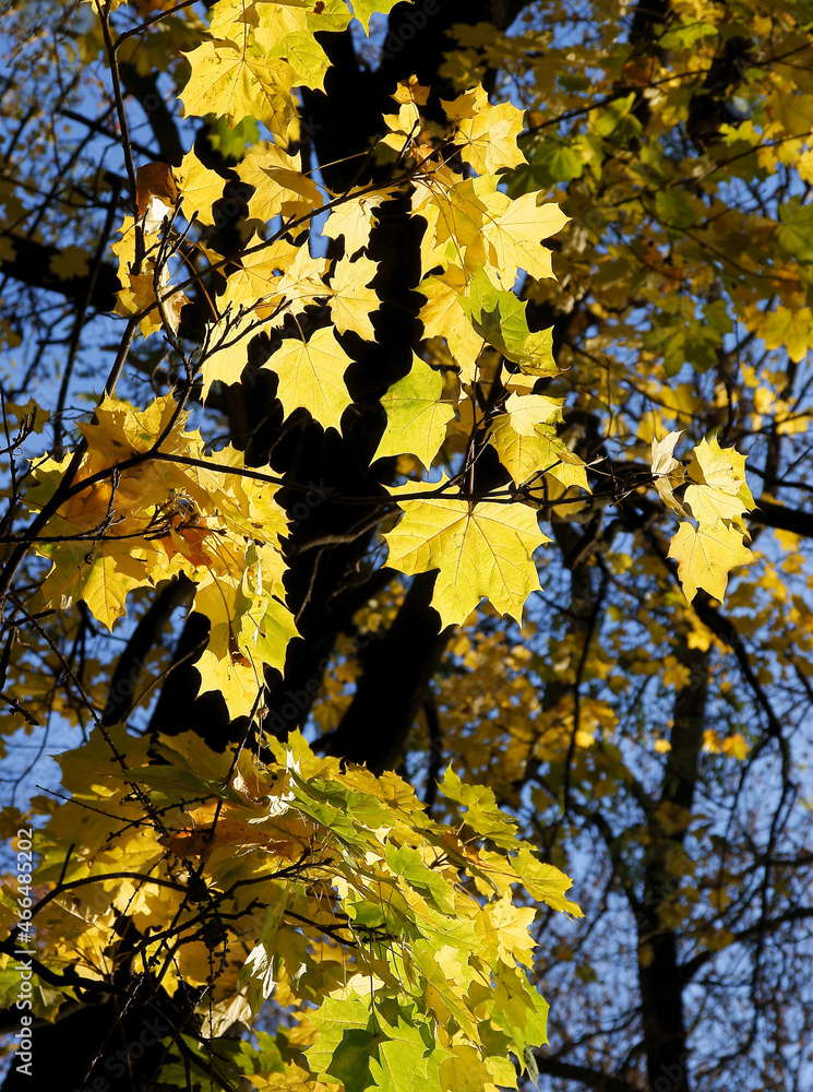 Wall mural yellow ,orange or red leaf of maple tree at autumn