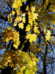 yellow ,orange or red leaf of maple tree at autumn