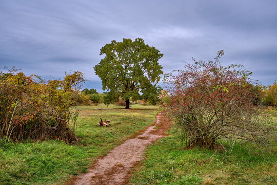 Wanderweg durch das herbstliche Berliner Naturschutzgebiet "Biesenhorster Sand"