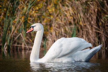  white swan swims on the lake