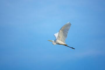  great white egret flies in the blue sky