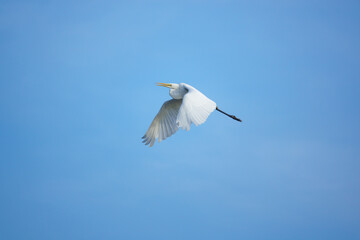  great white egret flies in the blue sky