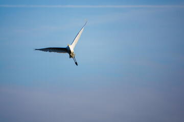  great white egret flies in the blue sky