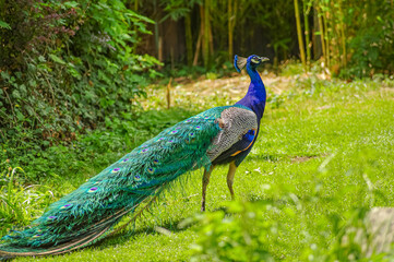 Beautiful peacock with displayed colorful tail, summer time