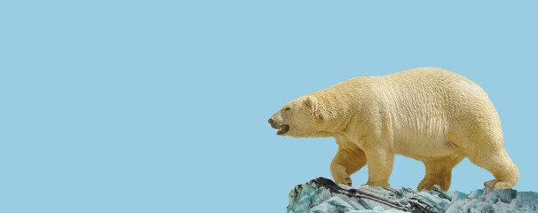 Banner with big polar bear standing and calling at iceberg chunk in gradient deep blue polar sky...