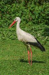 Beautiful common white stork with big red beak at a small lake in Germany at Summer time and sunny day, closeup, details.