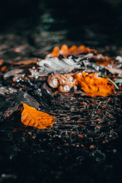 Autumn River