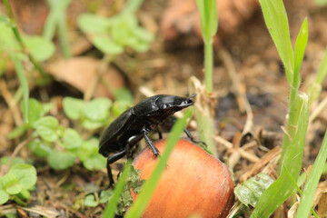 natural stag beetle insect macro photo
