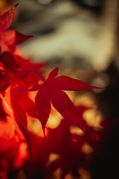 Canadian Fall