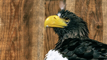 Close up of a Steller's sea eagle head. Yellow beak and eye, large nostrils. Against a wooden background