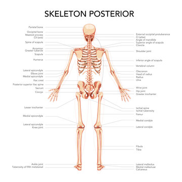 Skeleton Human diagram back posterior view with main parts labeled. Flat beige brown colour Vector illustration didactic board of anatomy isolated on white background medical infographic banner system