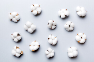 Autumn Floral Flat lay background composition. Dried white fluffy cotton flower branchwith green leaf top view on colored table with copy space