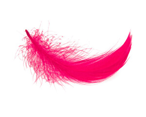 Bright pink feather elegant isolated on the white background