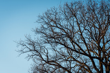 Tree, sky