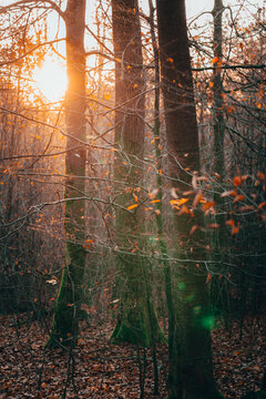 Morning Fall